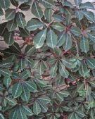 Parthenocissus henryana