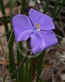 Patersonia sericea