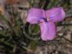 Patersonia sericea