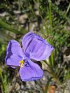 Patersonia sericea