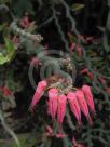 Euphorbia tithymaloides Variegatus