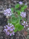 Pelargonium australe