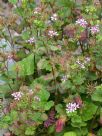 Pelargonium australe