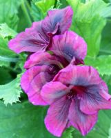 Pelargonium domesticum