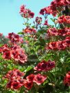 Pelargonium domesticum