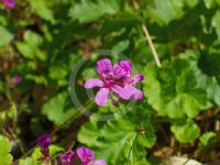 Pelargonium rodneyanum