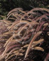 Cenchrus cupreus Rubra