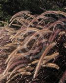 Cenchrus cupreus Rubra
