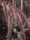 Cenchrus cupreus Rubra