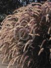 Cenchrus cupreus Rubra