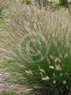 Cenchrus purpurascens