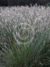 Pennisetum alopecuroides