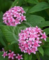 Pentas lanceolata