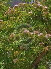 Rhodocactus grandifolius