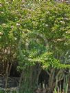 Rhodocactus grandifolius