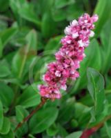 Persicaria affinis