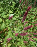 Persicaria amplexicaulis