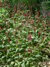 Persicaria amplexicaulis