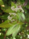 Persicaria campanulata