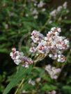 Persicaria campanulata