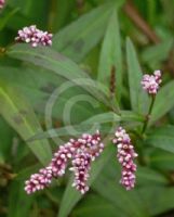 Persicaria decipiens