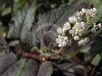 Persicaria microcephala Red Dragon