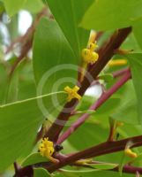 Persoonia levis