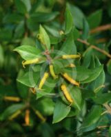 Persoonia myrtilloides