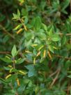 Persoonia myrtilloides