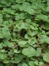 Petasites fragrans