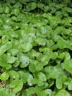 Petasites fragrans