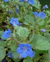 Phacelia campanularia