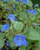 Phacelia campanularia