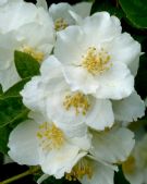 Philadelphus coronarius