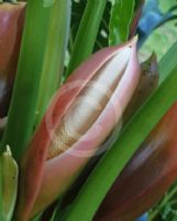 Thaumatophyllum bipinnatifidum