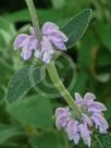 Phlomis purpurea