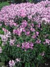 Phlox paniculata