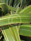 Phormium cookianum hookeri Tricolor