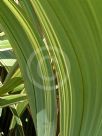 Phormium cookianum hookeri Tricolor