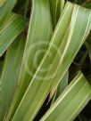 Phormium cookianum hookeri Tricolor