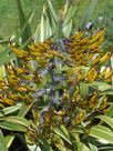 Phormium cookianum hookeri Tricolor