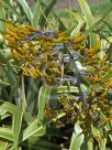 Phormium cookianum hookeri Tricolor