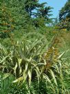 Phormium cookianum hookeri Tricolor