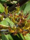 Phormium cookianum