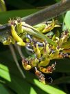 Phormium cookianum