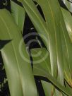 Phormium cookianum