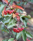 Photinia davidiana