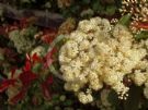 Photinia fraseri Robusta