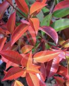 Photinia glabra Rubens