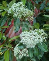 Photinia serratifolia